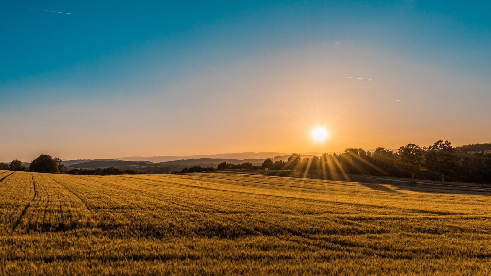 African farmers working together in lush green fields at sunrise